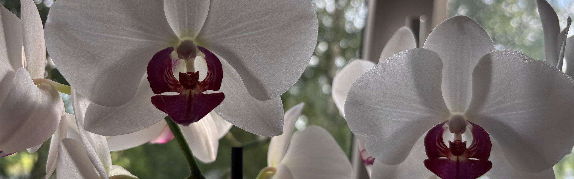 Ecograce epoksīda ziedi